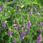 Purple Vetch