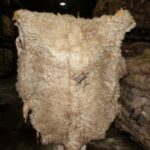 Wet Salted Sheep Hides
