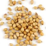 Coriander Seed