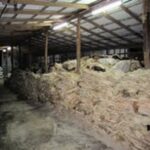 Wet Salted Camel Hides