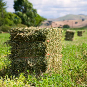 alfalfa-hay-animal-feed
