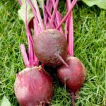 Beetroot