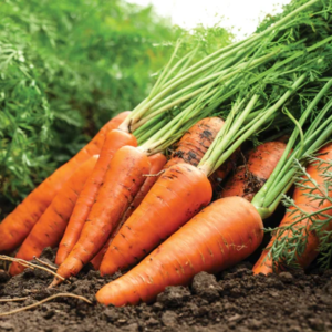 Fresh Carrots