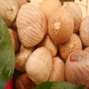 DRIED-WHOLE-BETEL-NUTS