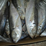 Frozen-Mackerel-Fish