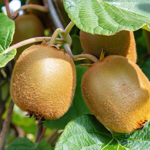 High-Quality-Fresh-Kiwi