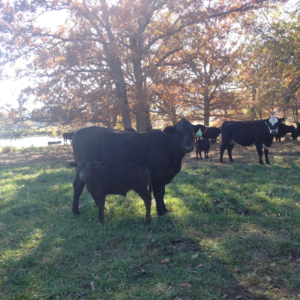 Live-Cattle-Bulls-Heifers-calves