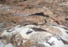 Live-Dairy-Cows-and-Live-Pregnant-Holstein