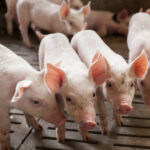 Live-pigs-and-piglets