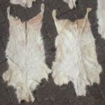 Livestock-Full-Blood-Boer-Goats