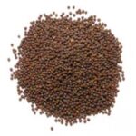 Sesame-Seeds