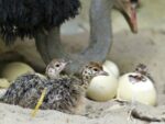 Ostrich-Chicks-Eggs-and-Feathers