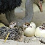 Ostrich-Chicks-Eggs-and-Feathers