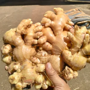 VIETNAM-FRESH-GINGER
