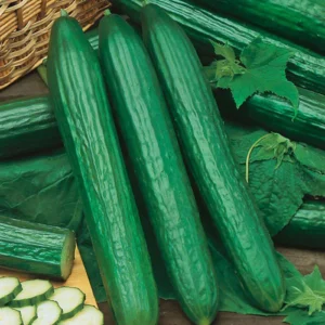 cucumber