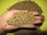 hemp-seed