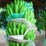raw-banana-cavendish-banana-plantains