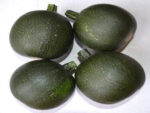 Gem Squash