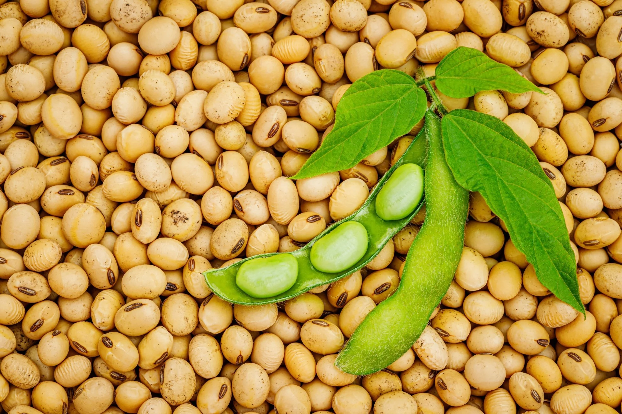 Agricultural Supply