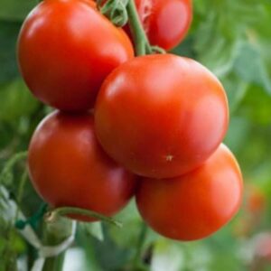Tomatoes